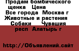 Продам бомбического щенка › Цена ­ 30 000 - Все города, Москва г. Животные и растения » Собаки   . Чувашия респ.,Алатырь г.